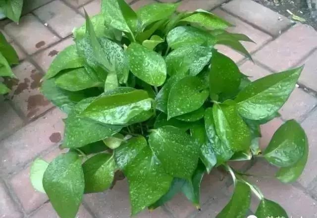 城市看春總未真 花鄉(xiāng)引得幸福來——“賞花經(jīng)濟