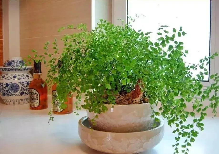 養(yǎng)花必備的多菌靈，不會(huì)用等于白買(mǎi)，別再折磨
