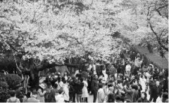 做長產(chǎn)業(yè)鏈化解賞花經(jīng)濟&ldquo;忽冷忽熱&rdquo;癥