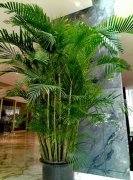 室內(nèi)盆景租擺中風水聚財植物有哪些