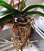 銀行會議室租賃盆栽水培花卉環(huán)境因素引起爛根