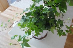 銀行租賃綠植凈化空氣哪株強？