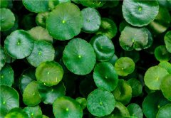 銀行租賃植物的綠植種類有哪些？