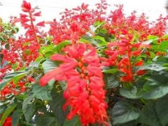 銀行租賃花卉一串紅怎么養(yǎng)？