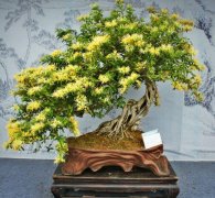 具有&ldquo;延年益壽&rdquo;功效的花卉，家里總要養(yǎng)幾盆