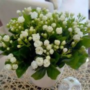 銀行租擺的花養(yǎng)在哪個(gè)方向最容易爆盆？