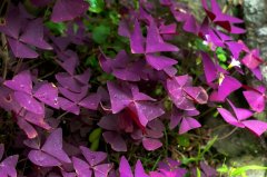 推薦銀行租賃植物，熠熠生輝