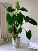 銀行花卉租賃的千手觀音的養(yǎng)殖方法和注意事項