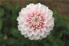 云南科企聯(lián)手育成大麗花切花新品種