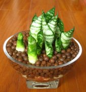 銀行租賃的虎皮蘭養(yǎng)護很簡單，這幾個方法不容