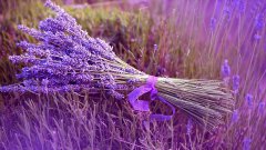 銀行綠植租賃的有哪些對人體最有益、提神醒腦