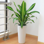 銀行辦公室租賃的綠植也門(mén)鐵葉子發(fā)黃是怎么回