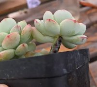 多肉葉子變透明？抓緊擼光、砍頭，否則3天死翹