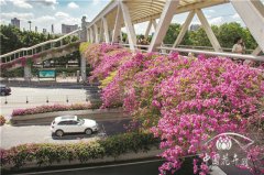 紅爆網(wǎng)絡(luò)的廣州三角梅，出自誰手？