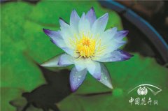 如何養(yǎng)護(hù)睡蓮九問(wèn)九答