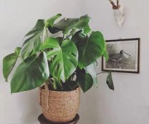 冬天養(yǎng)龜背竹，做好這幾點(diǎn)