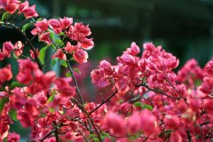 這6種花冬天一定要修剪，明年才能枝繁葉茂開(kāi)花