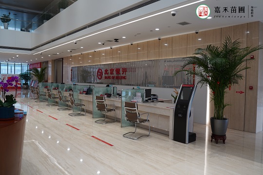 綠植租賃對銀行的室內(nèi)布置有什么好處？