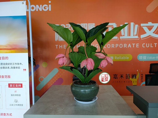 西安銀行綠植租擺|西安嘉禾苗圃