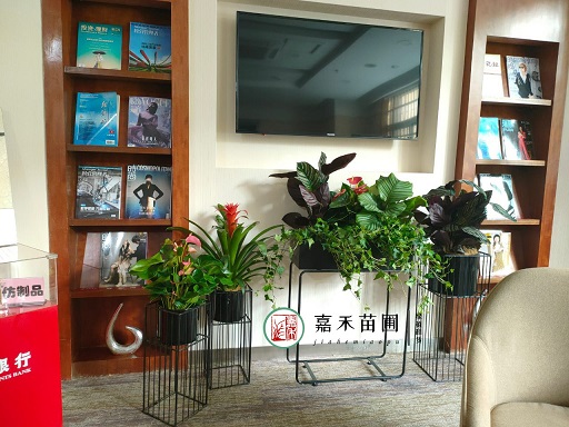 西安銀行綠植擺放設(shè)計方案|西安嘉禾苗圃 西安銀行綠植擺放設(shè)計方案|西安嘉禾苗圃