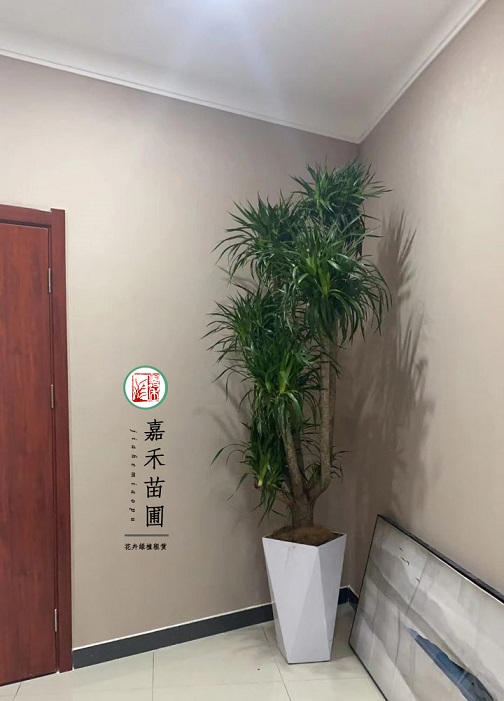 西安銀行景觀設(shè)計(jì)|西安嘉禾苗圃