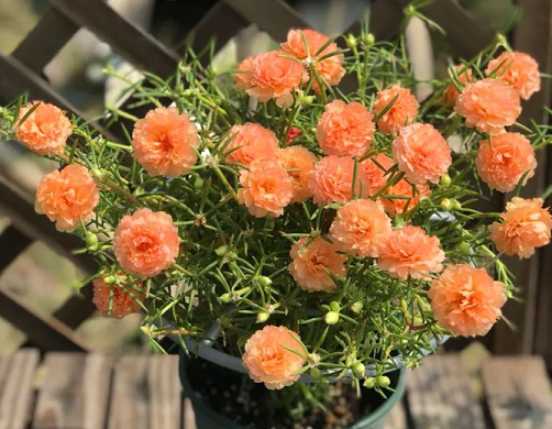 西安銀行綠植租擺推薦|太陽花的養(yǎng)殖方法和注意事項