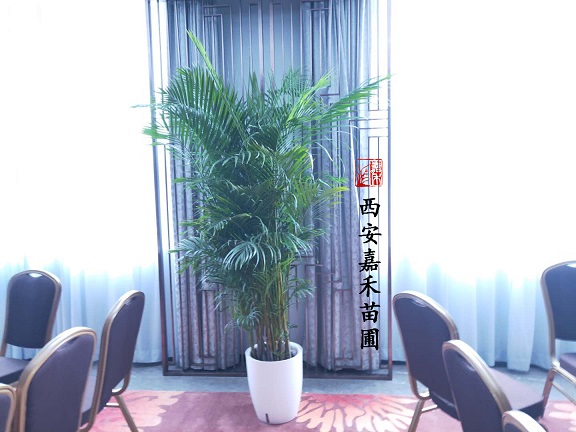 西安綠植租賃推薦|散尾葵養(yǎng)死的原因和正確養(yǎng)護方法