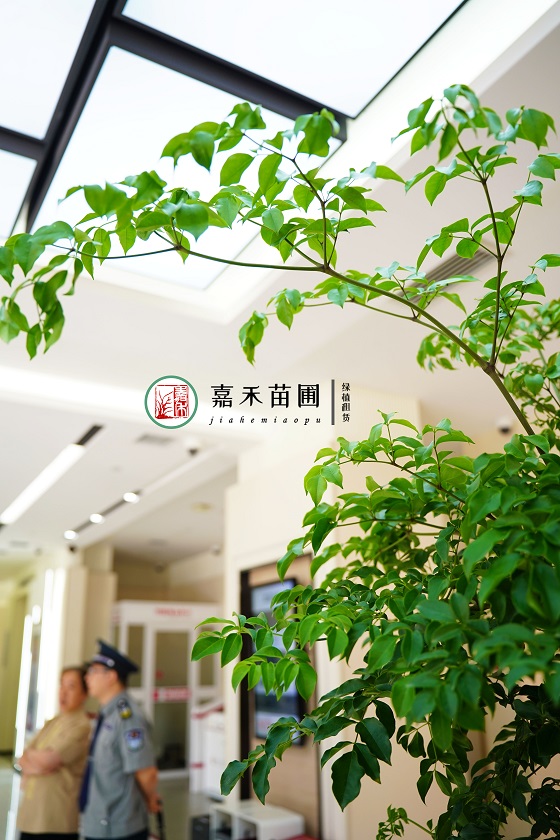 西安銀行綠植租賃推薦|西安嘉禾苗圃