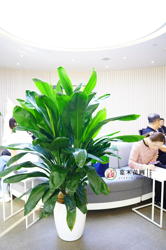 西安銀行花卉租擺案例|西安嘉禾苗圃