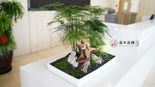 西安北京銀行：綠植租賃，煥新金融空間