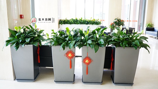 北京銀行接待區(qū)綠植租賃：西安嘉禾苗圃