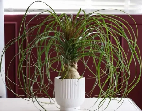 冬天室內(nèi)養(yǎng)盆&ldquo;耐旱花&rdquo;，一月不澆水也沒事，最適合懶人養(yǎng)！