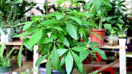 發(fā)財(cái)樹有&ldquo;三怕&rdquo;，很多人都做錯(cuò)了，怪不得養(yǎng)不好