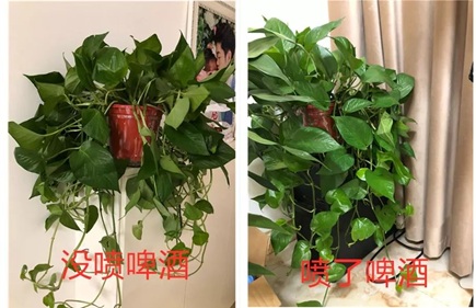 綠蘿灌點(diǎn)啤酒，嗖嗖爬滿整個(gè)床！