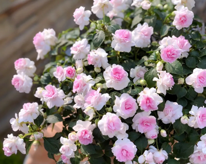 非洲重瓣鳳仙，耐陰乖巧的小仙女！