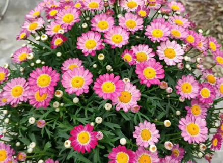 瑪格麗特，夏天剃頭，秋天爆花！