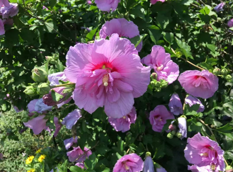 剛買(mǎi)的木槿盆栽怎么養(yǎng)，如何保證更大的開(kāi)花量？