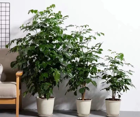 幸福樹(shù)夏天愛(ài)黃葉、掉葉？記住3點(diǎn)，葉子濃綠不發(fā)黃