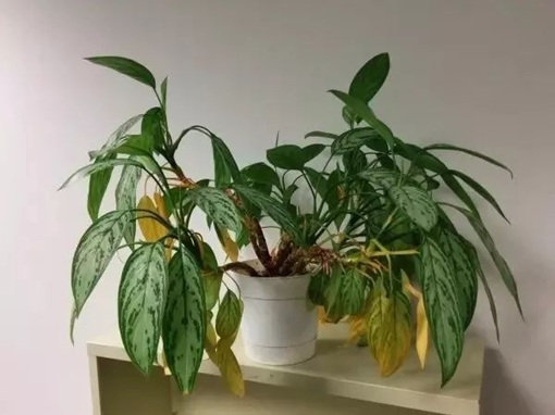 室內(nèi)植物葉黃的常見(jiàn)6種情況，教你辨別和處理