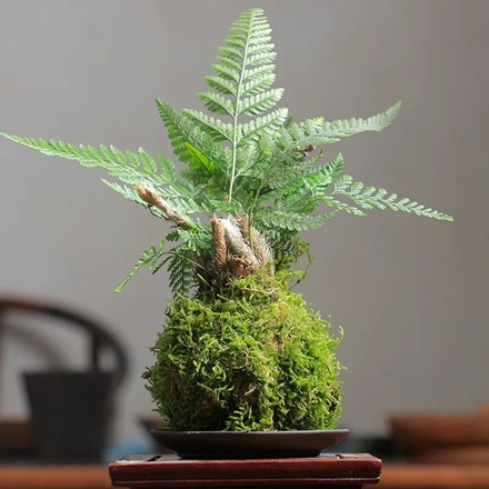 好養(yǎng)的狼尾蕨，關(guān)注這幾點(diǎn)造型飄逸別致太好看