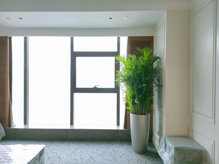 適合客廳擺放的觀葉植物，瞬間提升生活格調(diào)！