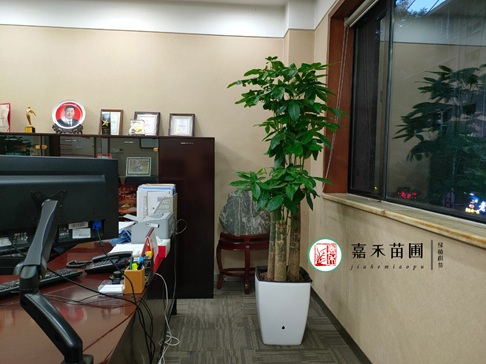 西安辦公室綠植租賃|西安嘉禾苗圃