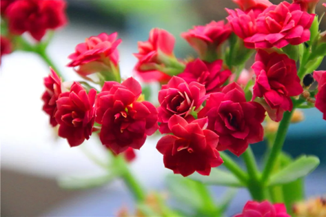 長壽花不開花？教你一個讓長壽花一年四季花開不斷的方法！