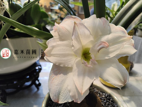 冬季養(yǎng)花，牢記一句口訣&ldquo;3少1多&rdquo;，適合大部分花卉